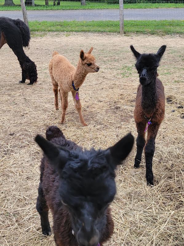 Young Alpacas