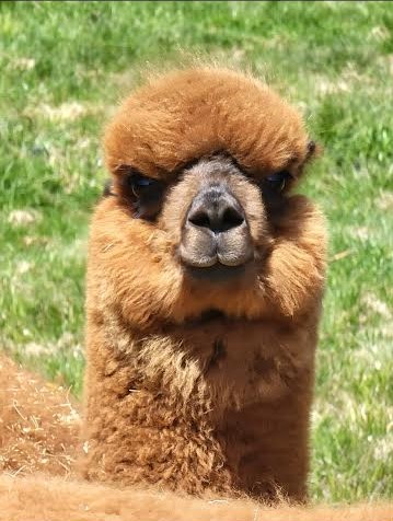 Brown Alpaca