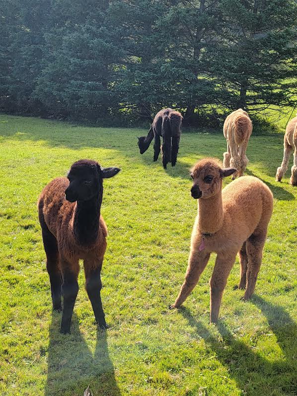 Alpaca