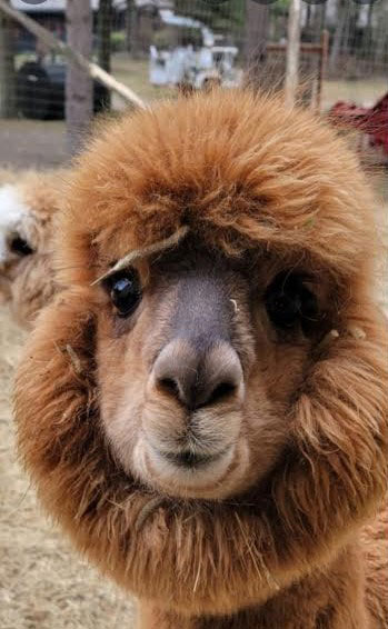 Closed Up Shot Of Alpaca