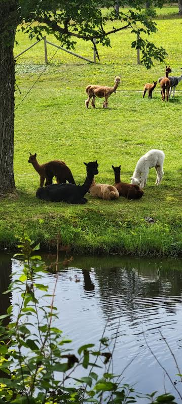 Alpaca Under The Tree