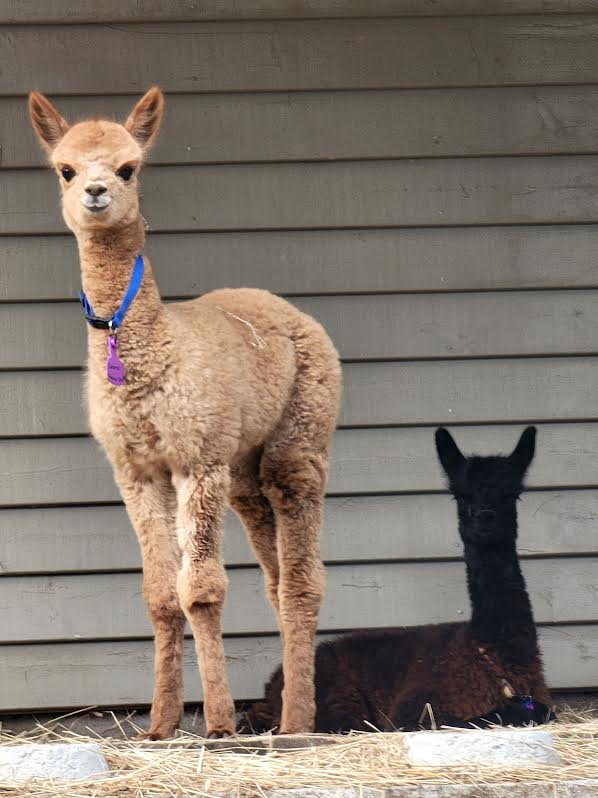 Two Alpaca